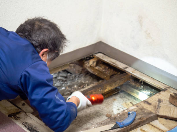 Best Water Damage Restoration  in Gold Canyon, AZ