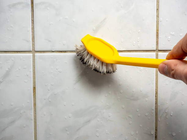Best Best Mold Removal Companies  in Gold Canyon, AZ