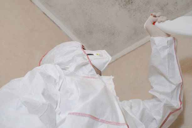 Home Mold Removal in Gold Canyon, AZ
